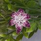 Glamourous Flower Brooch